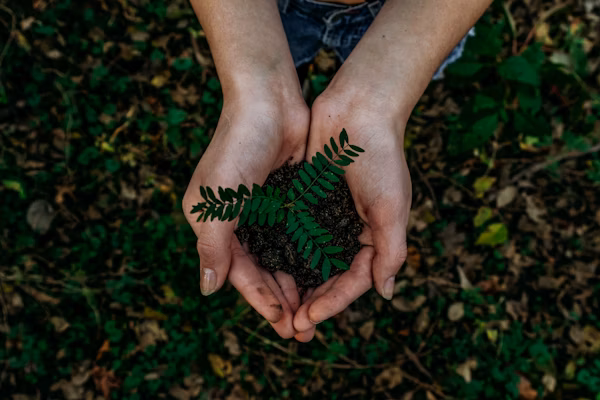 Wandering Through Nordic Forests